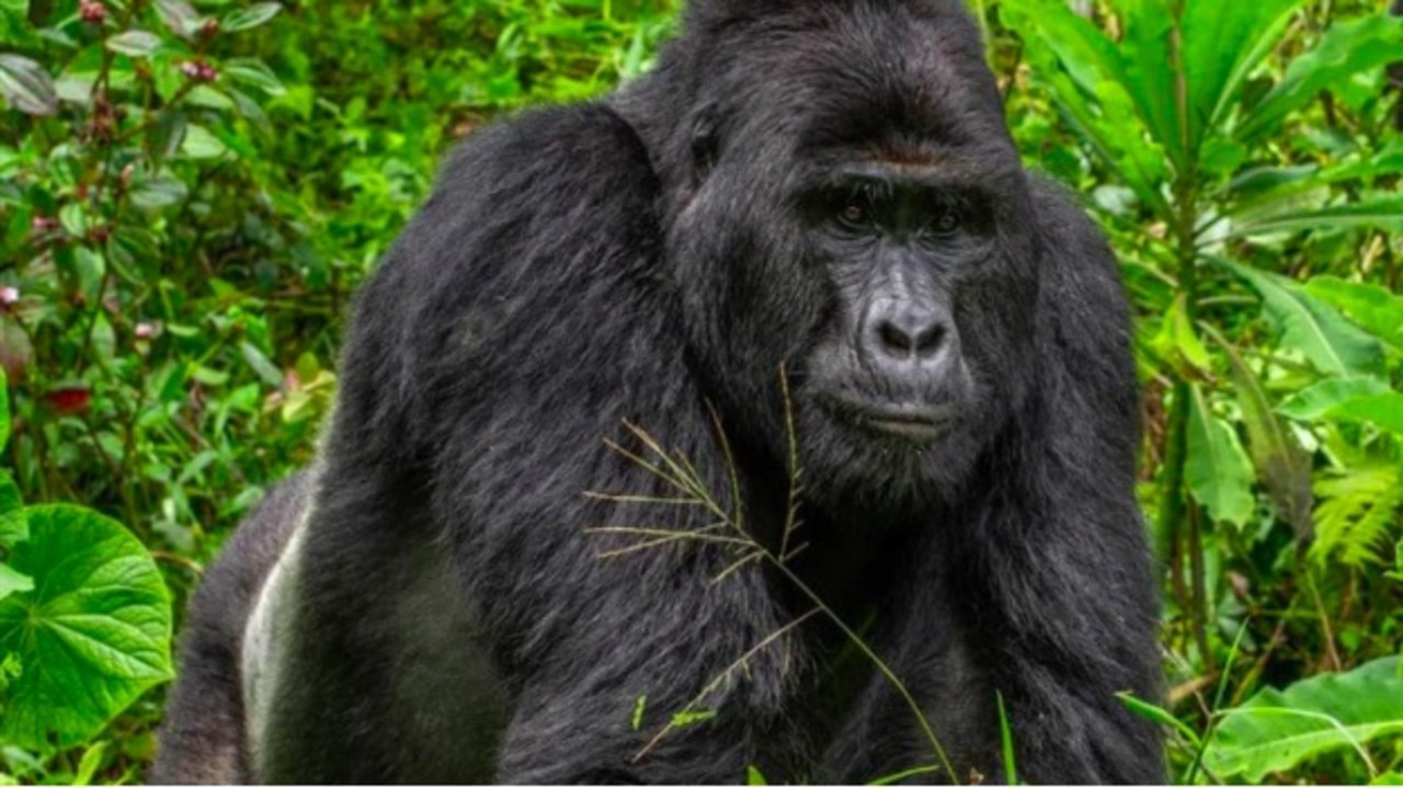 An iconic gorilla in a world heritage-protected park has been brutally killed by poachers. Image: Uganda Wildlife Authority