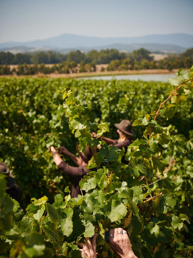 Grape-picking at Chandon