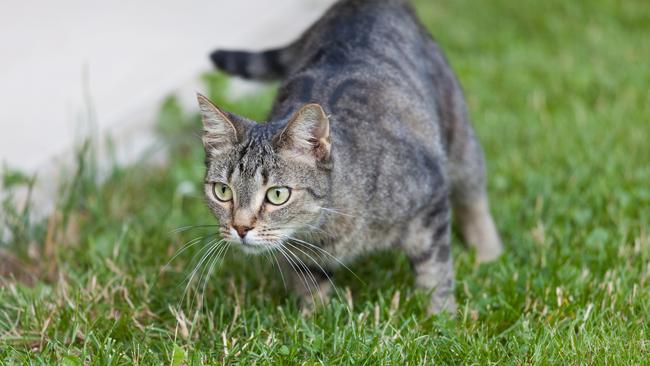 State Government will now step in to create an overarching by-law aimed at stopping cats from roaming at night.