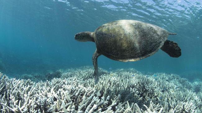 A turtle swimming over bleached coral at Heron Island on the Great Barrier Reef. Picture: AFP/XL Catlin Seaview Survey