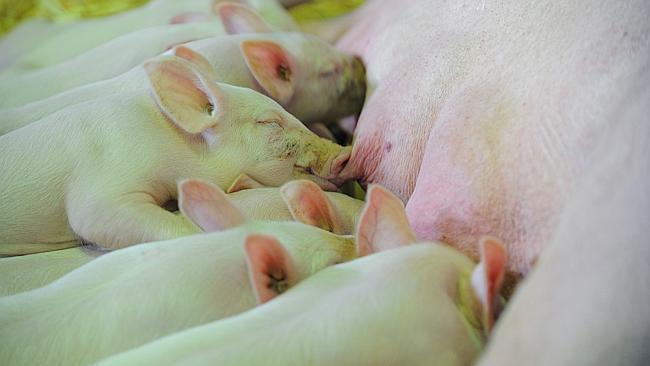 These piglets were just a few of the 25,000 animals that called the Show home over two weeks. Picture: Melvyn Knipe