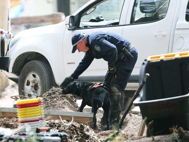 Kendall, AUSTRALIA - NewsWire Photos - November 18, 2021. Cadaver dog Tilly at the William Tyrrell search near Kendall less than 1km from where he was last seen. Picture: NCA NewsWire / Peter Lorimer