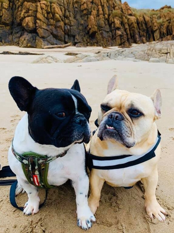 Tassie's Pawfect Pairs | Naomi Keene: Bentley and Frankie , brother love on the beach