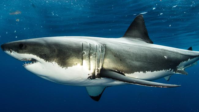 A great white shark attacked the board of surfer Andrew McLeod off Elliston, on South Australia’s West Coast. Picture: Marco Fraschetti