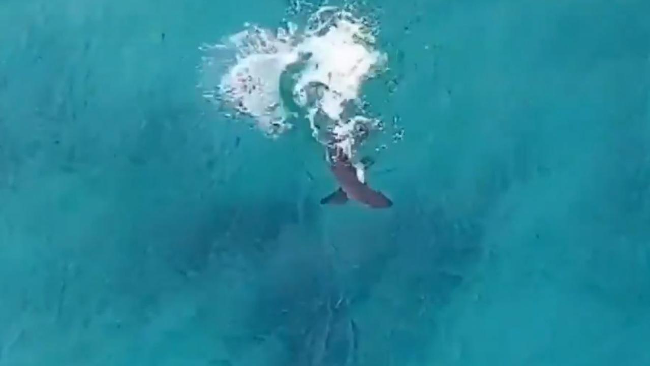 Bondi Beach: Drone shows great white shark hunting just metres from ...