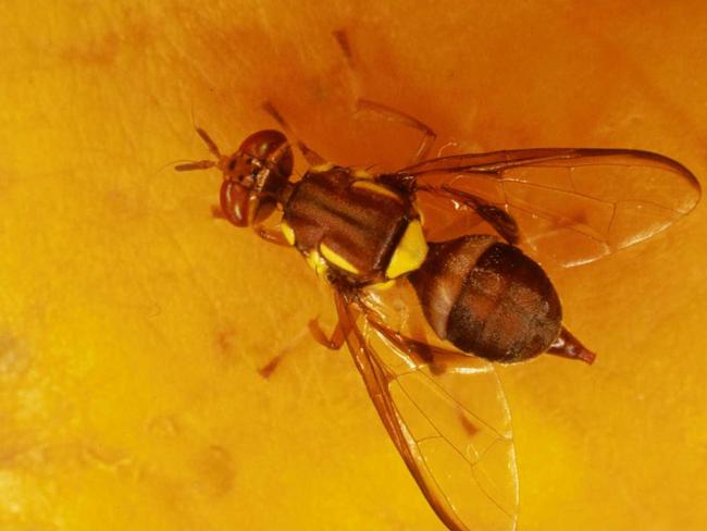 Stomach cancer grew quicker in fruit flies kept in isolation.