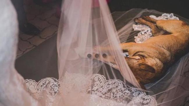 Snoop takes a nap on Marilia Pieroni‘s gown. Picture: Facebook