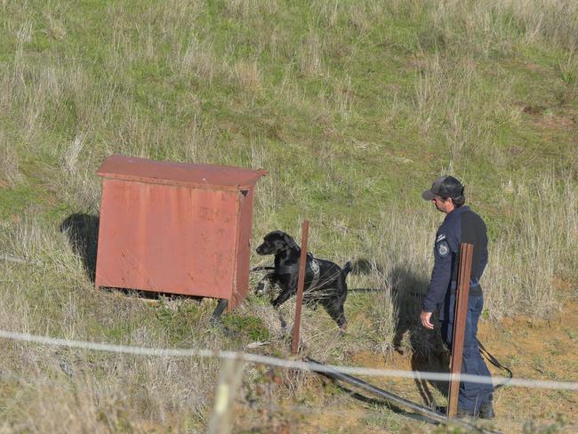 Police dogs explore the terrain. Picture: Ian Wilson