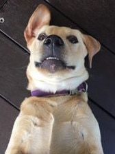 Daisy looks like she’d like a belly rub! Submitted by Nicola Smith.