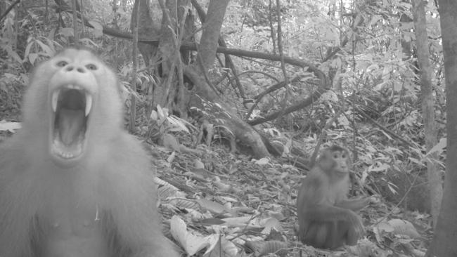 Southern pig-tailed macaques. Picture: TEAM Network and Forest Research Institute Malaysia