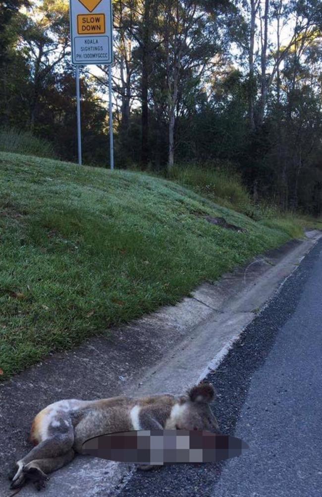 Pictured is one of many koalas that have been hit and killed since Saturday on the Gold Coast. Picture: Wildcare Australia Inc/Facebook.