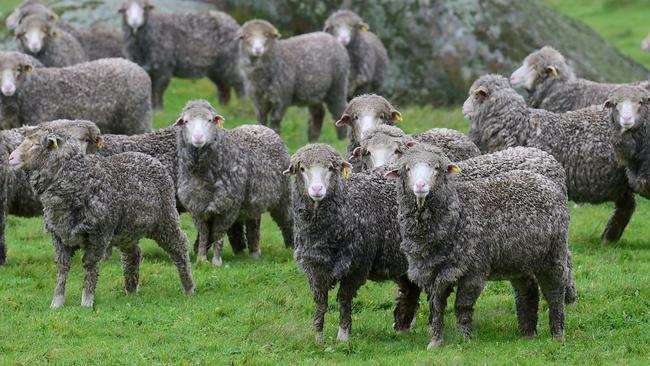 Australian Sheep and Wool Show Preview. Jock McRae from Eilan Donan stud will be taking sheep to the Show at Bendigo. Pictured: Generic Merino. Ewes. Sheep. Wool. Generic Sheep.