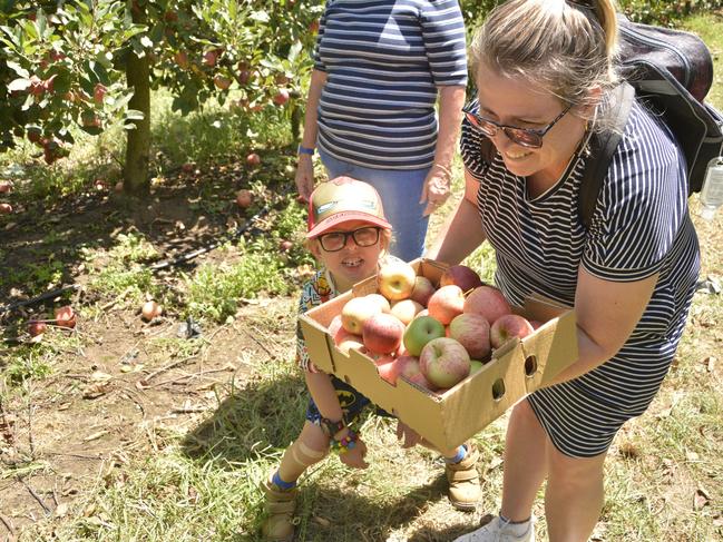 Plenty of family fun was had at Stanthorpe produce farm Eastern Colour during the Apple and Grape Harvest Festival on Saturday, March 2, 2024. Photo: Jessica Klein