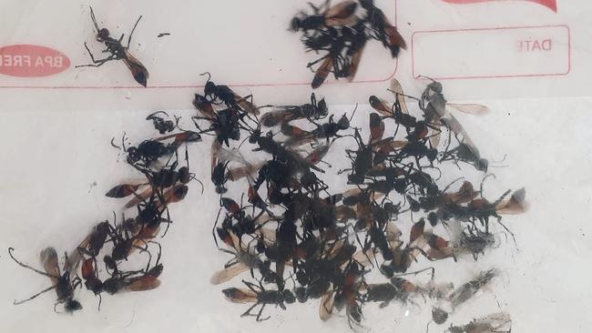 A small portion of wasps that came from a nest inside a family’s fresh Christmas tree.