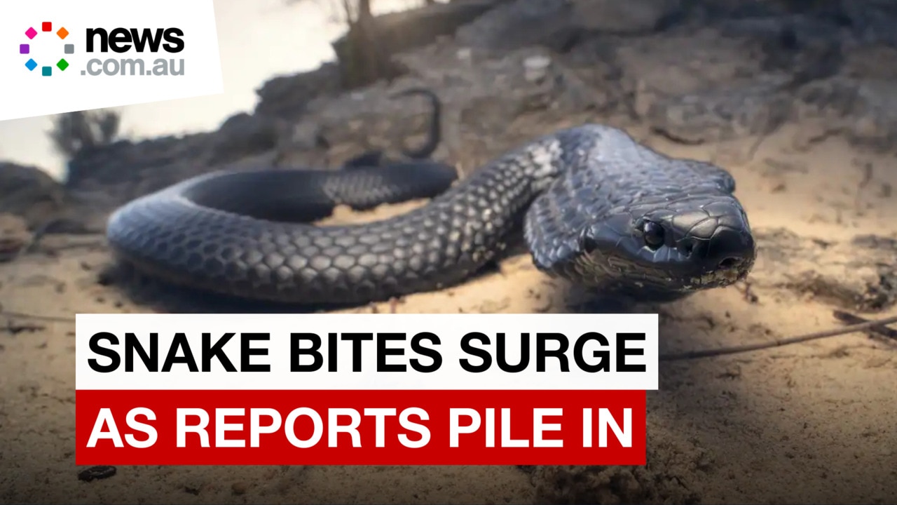 Aussies warned after seven people taken to hospital with snake bites