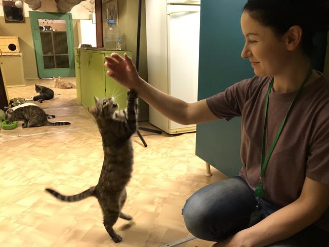 Volunteer worker, Anastasia, plays with one of the cats that live in the basement of The State Hermitage Museum, St Petersburg. Picture: Elizabeth Fortescue