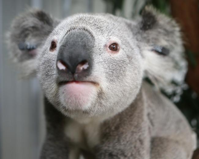 A recovered koala who was injured on Appin Rd in 2017. Picture: Ian Svegovic