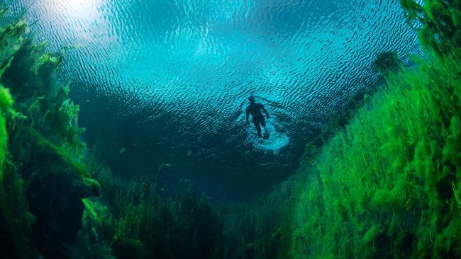 Freediver swimming in freshwater at Piccaninnie ponds conservation park.