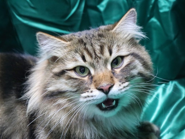 Fraser Coast cat show uses another life and returns after long hiatus