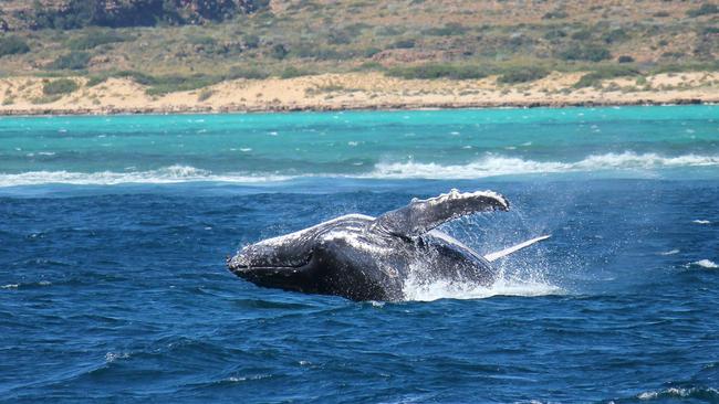 Thousands of humpback whales converge on Ningaloo each year. Picture: Getty Images