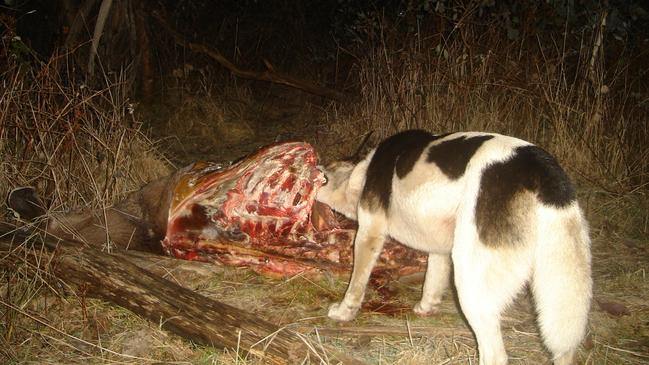 If nearly all wild dogs are dingoes, like this one feeding on a deer carcass, then why are they listed as threatened in Victoria? Picture: Doug Read