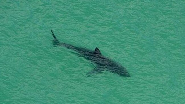 A shark lurks in shallow water. Picture: File