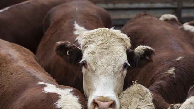 Cattle slaughter has been revised lower in the latest cattle industry update.