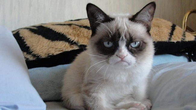 Grumpy cat