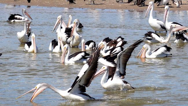 Pelicans at Narrung on the Lower Lakes, between Lake Alexandrina and Lake Albert on the River Murray in SA.