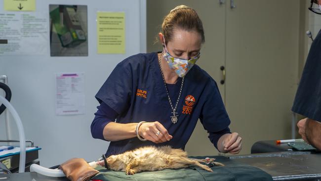 Taronga Western Plains Zoo wildlife vet nurse Jo Milgate performing a bilby health check. Picture: Rick Stevens