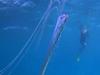 Historic sighting of rare fish species on the Great Barrier Reef