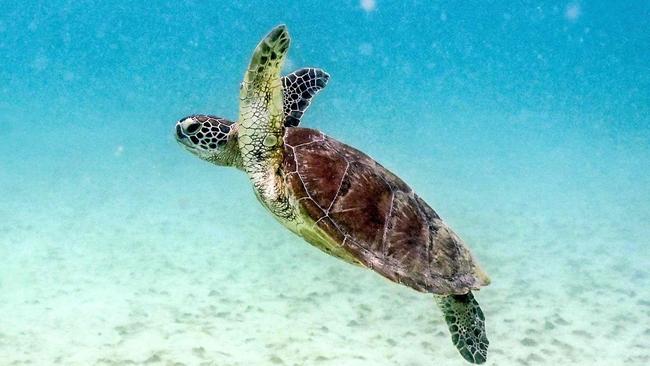 A lack of seagrass meadows following Tropical Cyclone Yasi in some Wet Tropics waterways has been an ongoing concern for some conservationists. (Photo by DAVID GRAY / AFP)