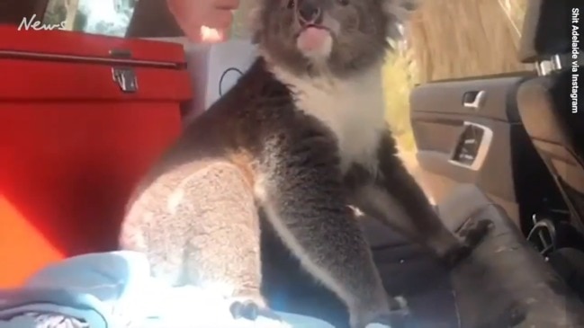 Man finds koala in car