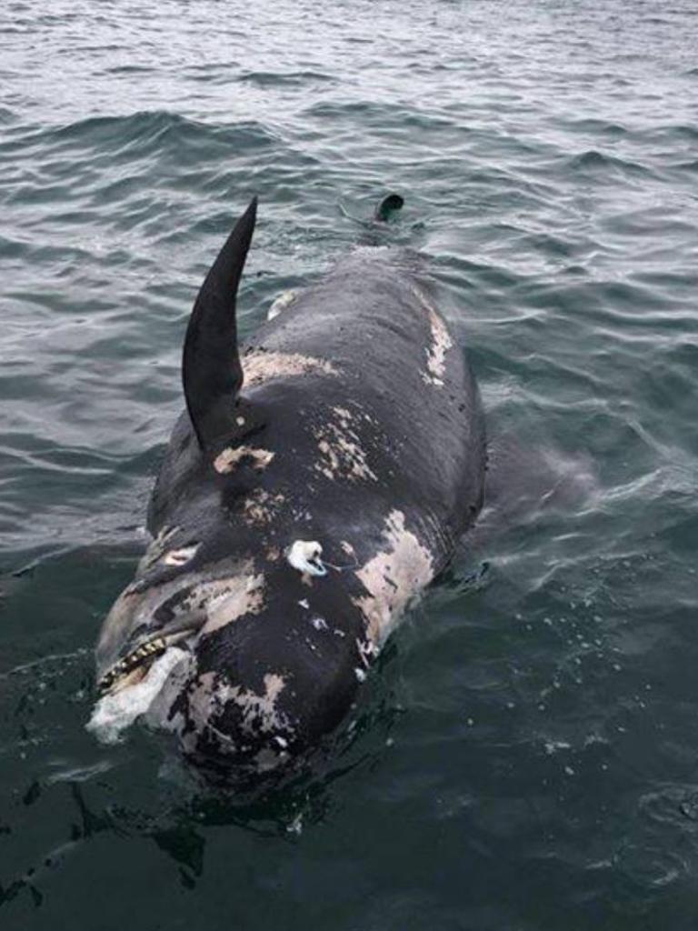 PHOTOS: Super Pod of 200 Pilot Whales Die in Mass Stranding in Australia