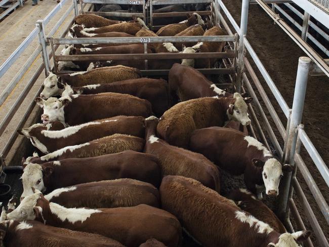 Saleyard transactions down through 2021