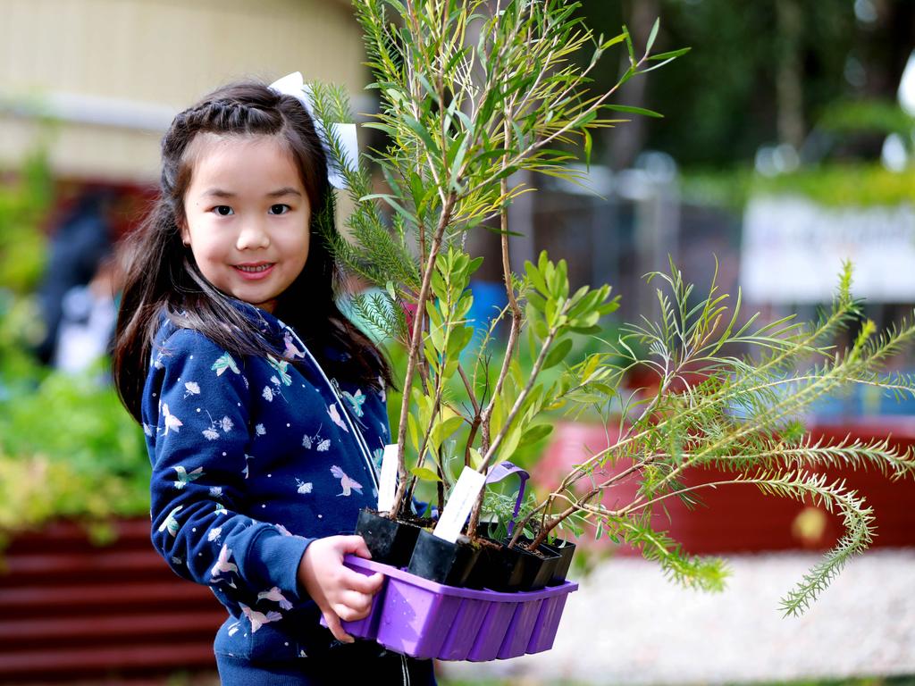 NORTHERN DISTRICT TIMES/AAP. 7 year old Miranda Xu prepares the trees to be planted at Carlingford Public School in Carlingford. Carlingford, Friday 26 July, 2019. Children are getting involved in National Tree Day. Pic of some youngsters planting trees. (AAP IMAGE / Angelo Velardo)