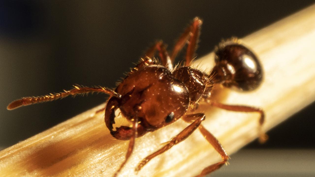 Fire ant battle plan scaled down amid less funding, bureaucratic ...