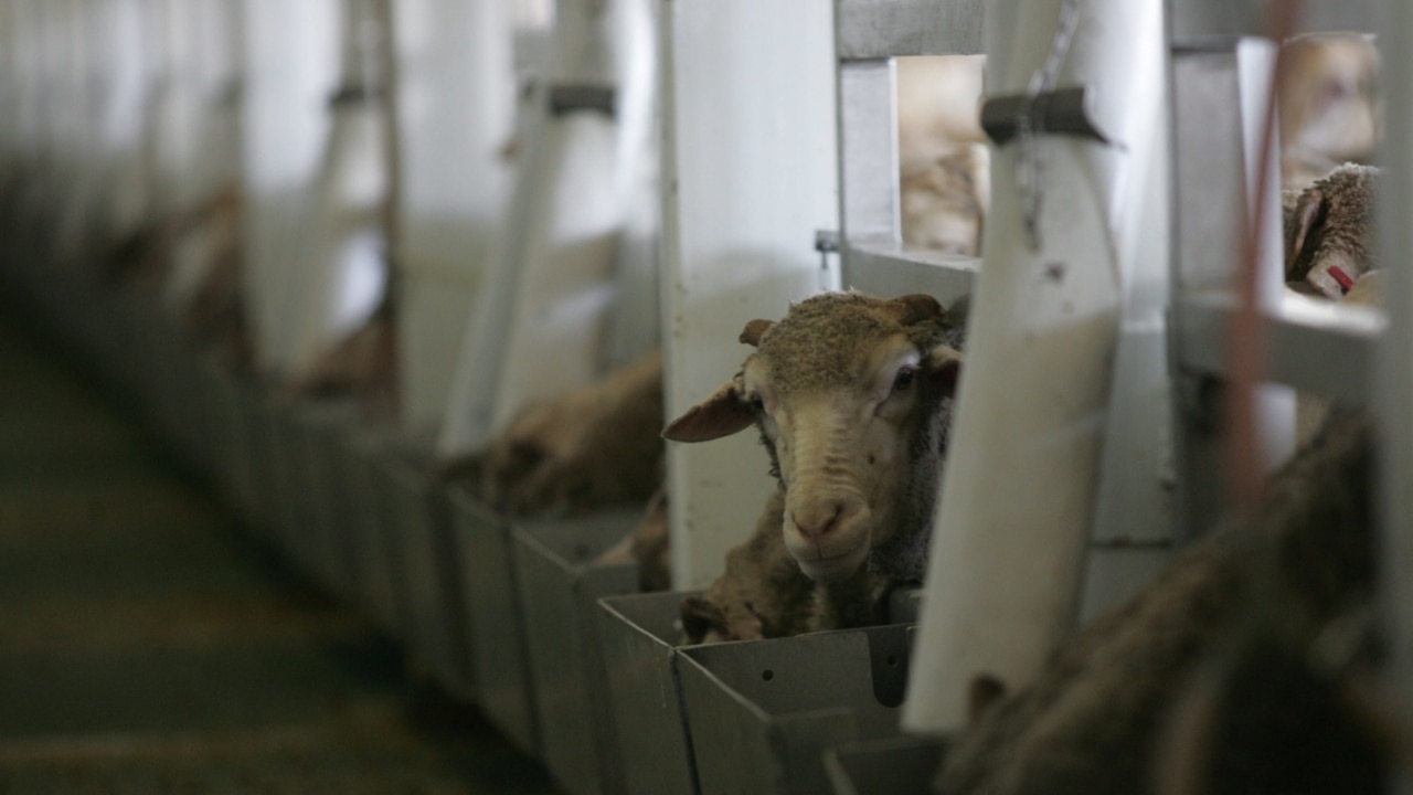 Live sheep export ban by 2028 is an ‘absolute disaster’