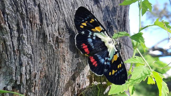 Thanks to Phillip Trivett for this shot of a butterfly at Jetty Beach. Coffs cover image.