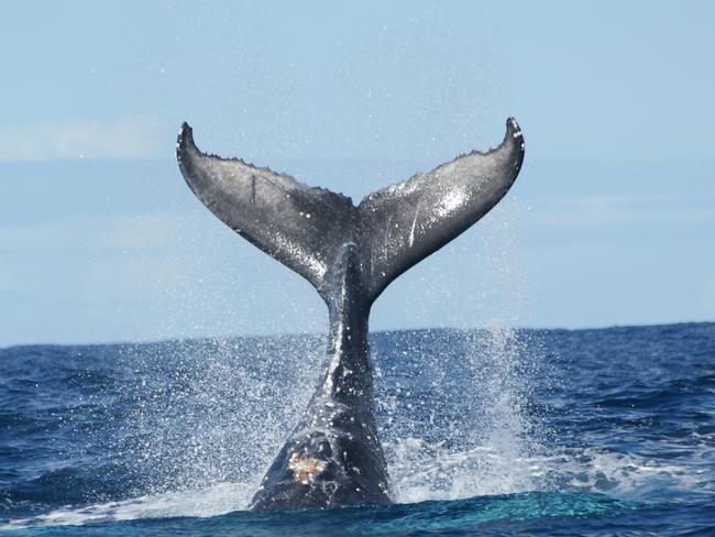 Generic pic of a Whale. Pic Port Macquarie Cruise Adventures.