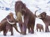 An illustration of a family of Woolly Mammoths grazing on what is left of the grasses as winter approaches in this ice age scene.