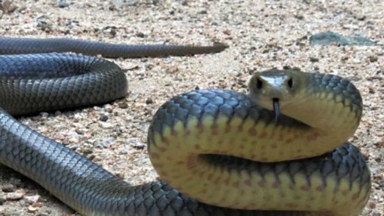 Brown snakes: Hatchlings start to emerge | The Advertiser