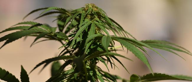 A teenage girl was given a caution about cannabis.