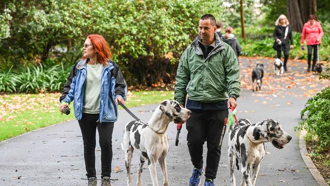 Million Paws Walk at Adelaide Botanic Gardens. Picture: Brenton Edwards