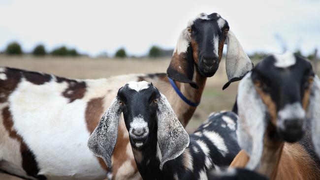 Bubs Australia believes it can massively increase its gross revenue for goat milk products over the next five years. Picture: Andy Rogers