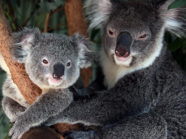 Labor have pledged to establish a Great Koala National Park on the Mid North Coast. Picture. Sam Ruttyn