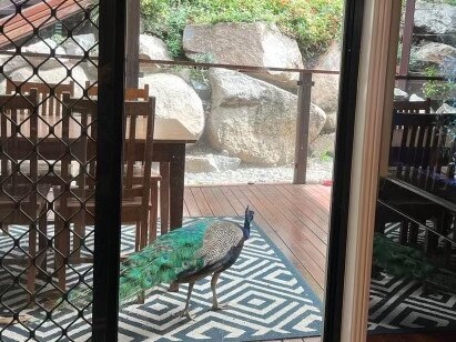 Ms Wong said the peacock spent time wandering through her garden. Photo: Mary Wong