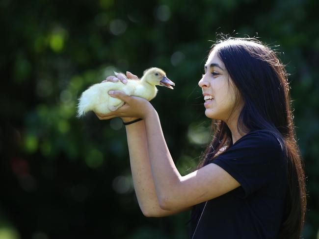 Mahalia Mall 15yo holds a duckling at Grace Spring Farm at Kulnura (AAP Image/Sue Graham)