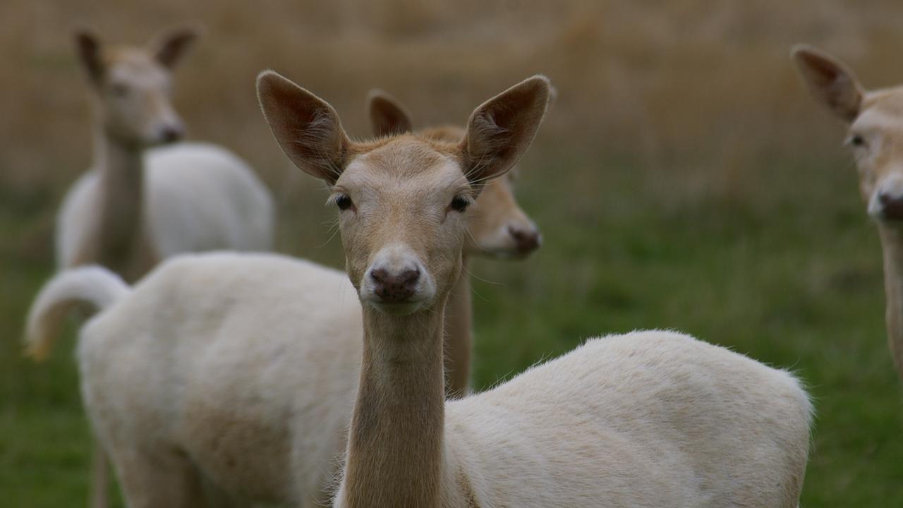 White fallow deer at Benham in Tasmania's midlands. Picture: Supplied.