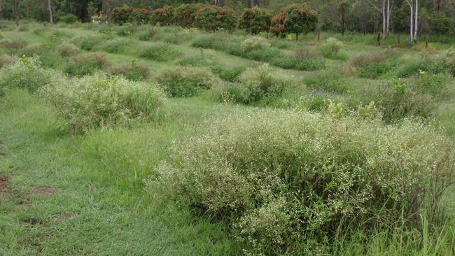 Parthenium Weed. Picture: Supplied